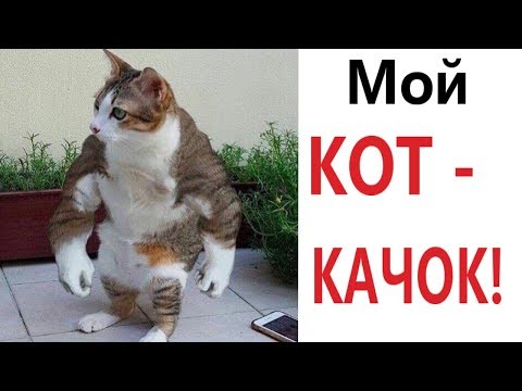 Хозяин И Мурзик Новые Серии 2022 Года Хозяин И Мурзик Новые Серии 2022 Года